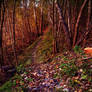 Autumn forest2