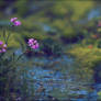 Cardamine acris