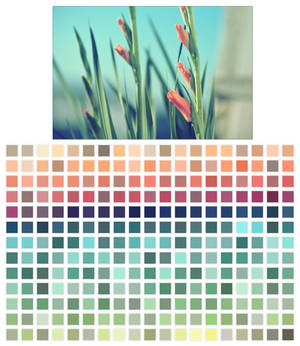 orange gladiolus palette