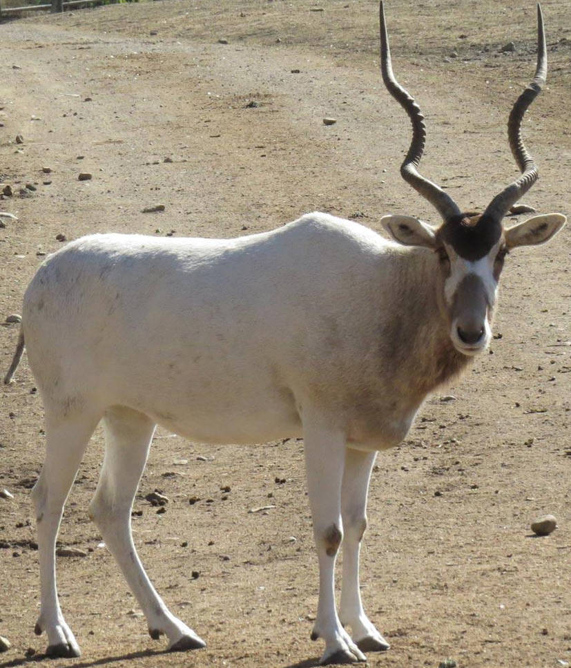 Addax by lilkanyongmail on DeviantArt