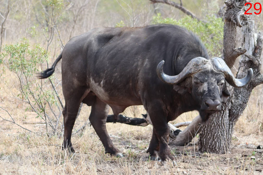 Мир животных буйволы. Bubalus murrensis. Африканский буйвол. Гигантский буйвол. Буйвол в природе.