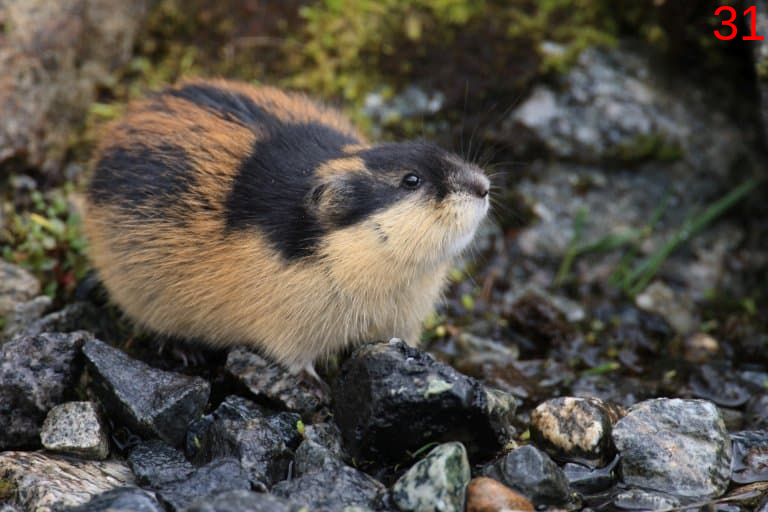 Wood lemming, rodent