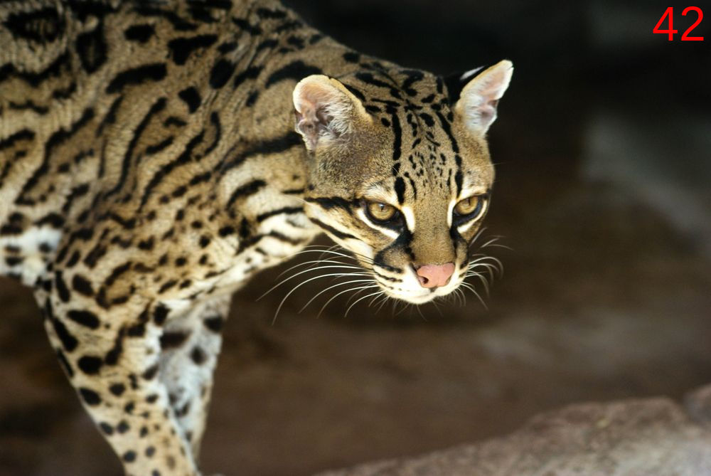 Оцелот цена. Леопард Оцелот. Оцелот кошка. Оцелот (leopardus pardalis). Австралийский Оцелот.