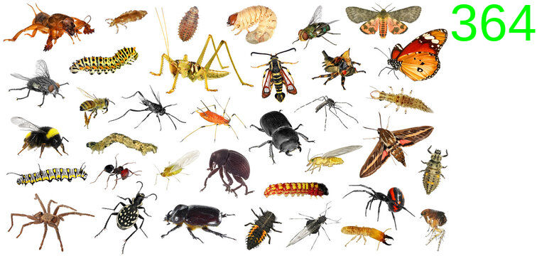 Objects: Insect by lilkanyongmail on DeviantArt