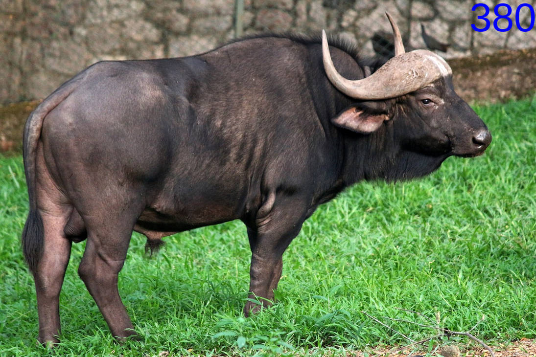 Дикий бык индии 4. Дикий бык Гаур. Индийский бык Гаур. Гаур и буйвол. Гаур корова.