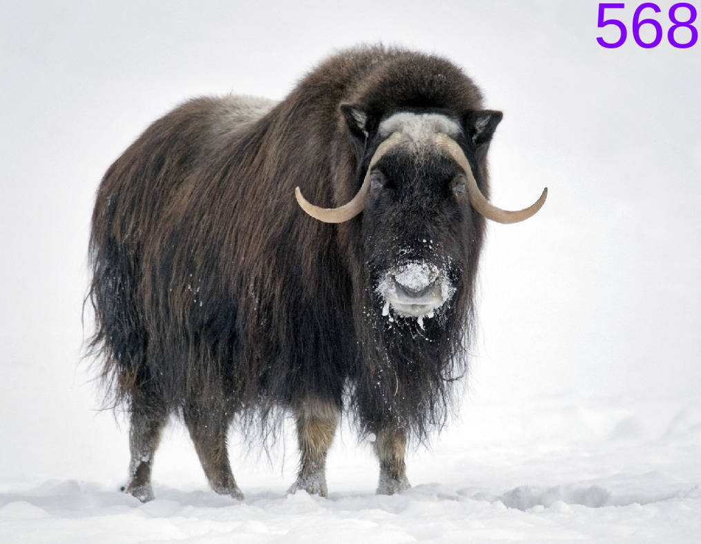 Objects: Musk Ox by lilkanyongmail on DeviantArt