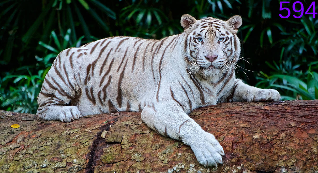 Бенгальские тигры пенза. Бенгальский тигр. Белый бенгальский тигр. Бенгальский тигр альбинос. Бенгальский длиннопенисный тигр.