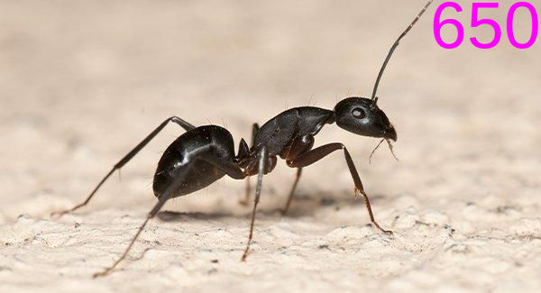 Distorted Ant Objects: Ant by lilkanyongmail on DeviantArt