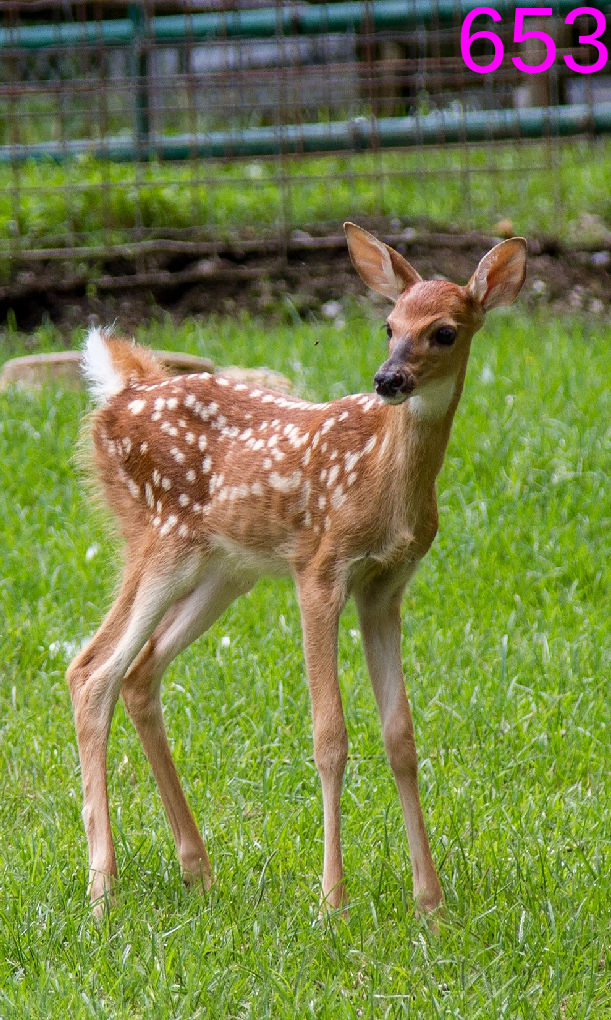 Objects: Fawn by lilkanyongmail on DeviantArt