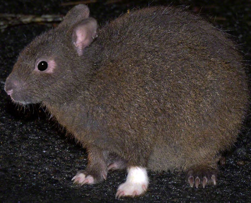 Amami Rabbit by lilkanyongmail on DeviantArt