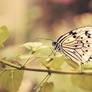 BUTTERFLY 3