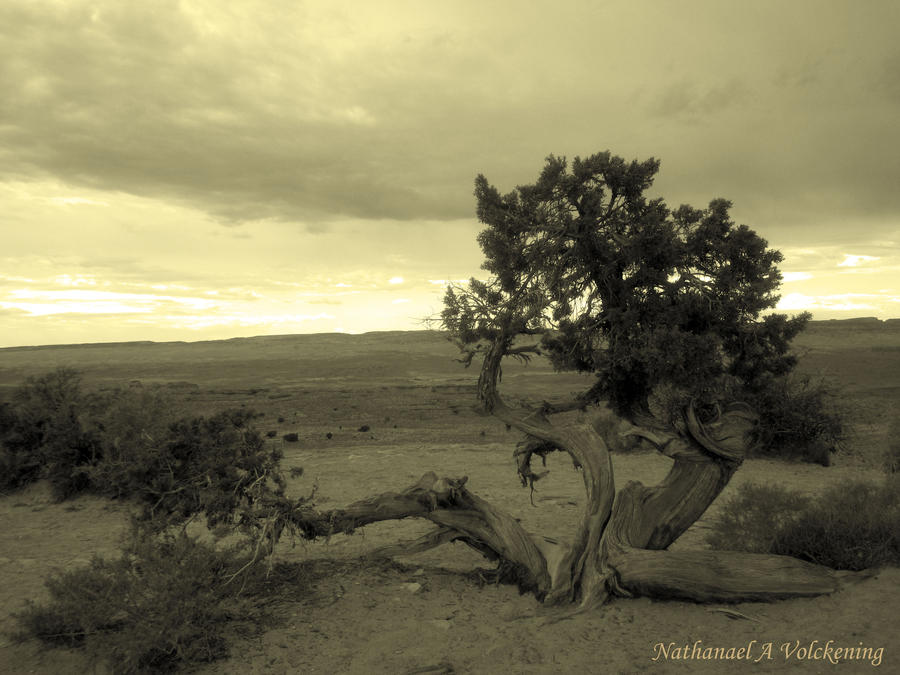 Deviantart Pinon Pinon by volckening on DeviantArt