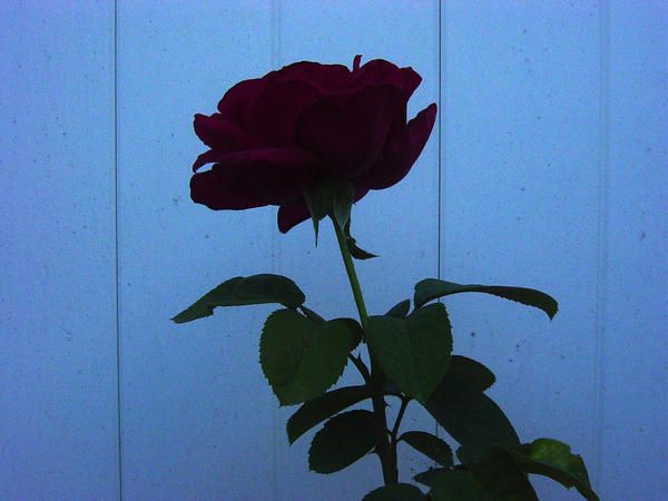 Rose-1