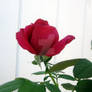 Rose-3