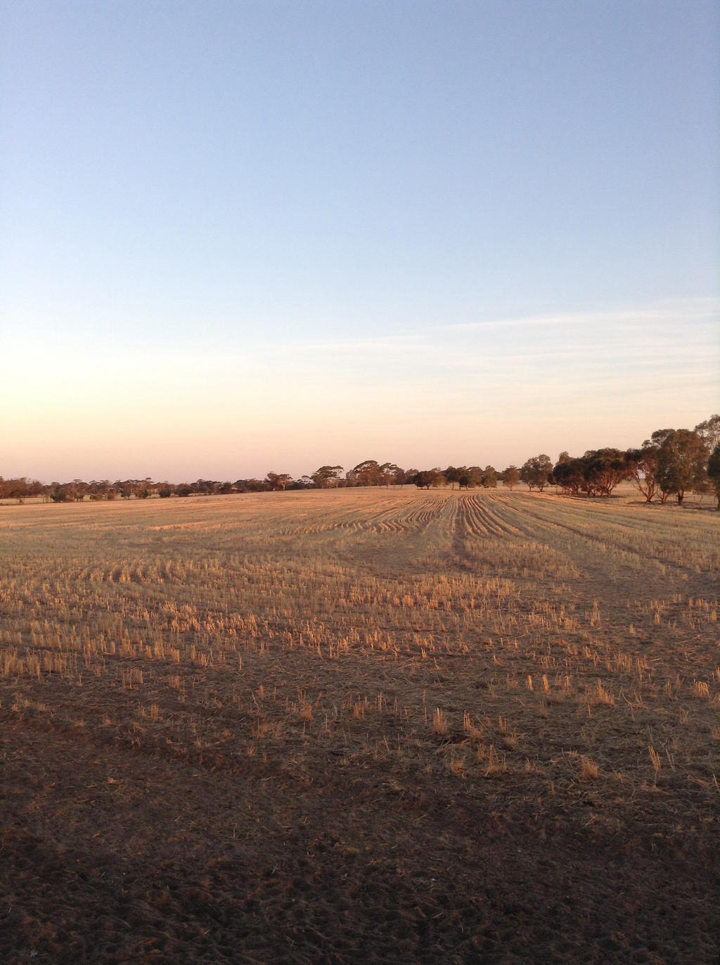 Australian Wheat Fields