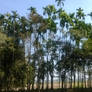 Betel Nut Trees Landscape1 Stock