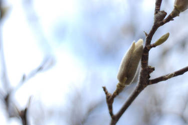 Spring on Winter Sky