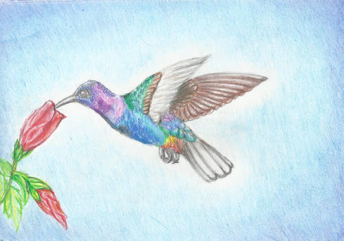 ID Hummingbird Rainbow