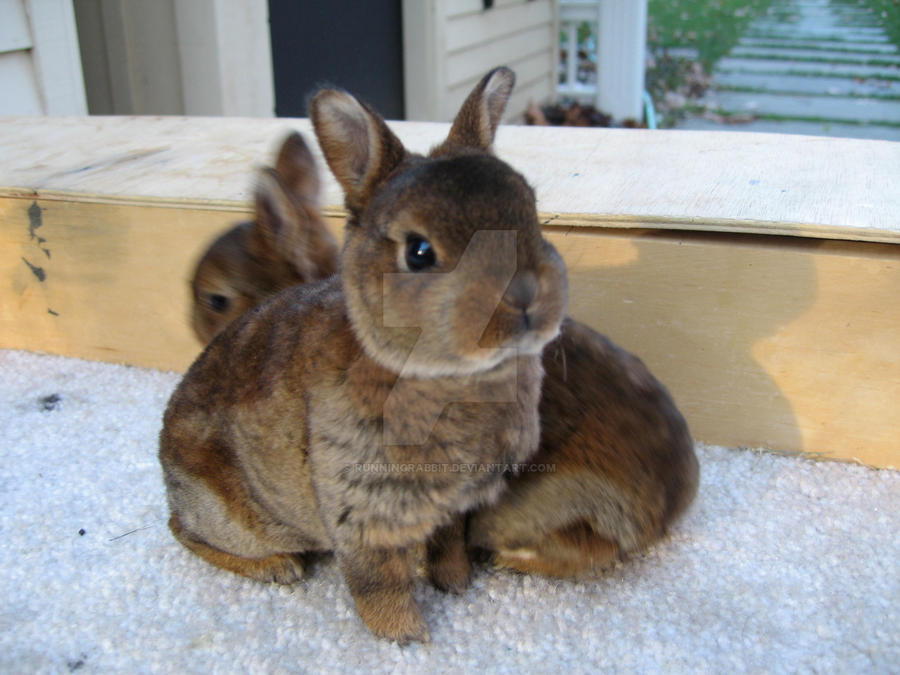 Castor Mini Rex Baby By Runningrabbit On Deviantart Castor Mini Rex Baby By Runningrabbit On Deviantart