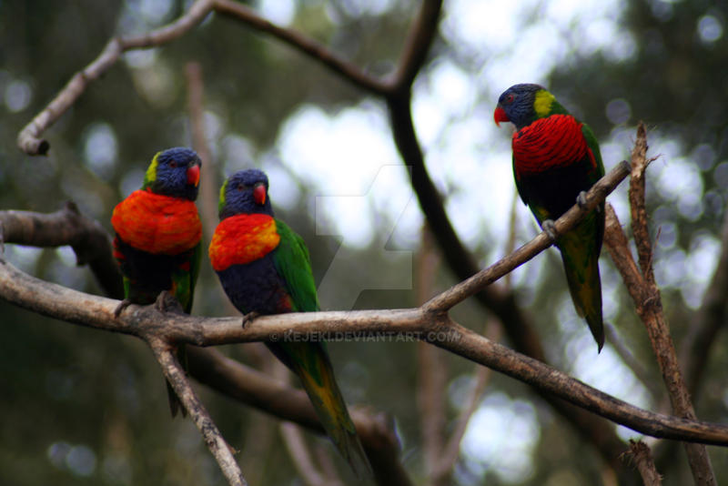 Colorful Trio