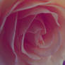 Rose...