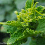 Green Photo - Cucumber Plant