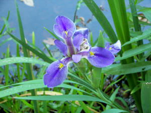 Iris at Waters Edge