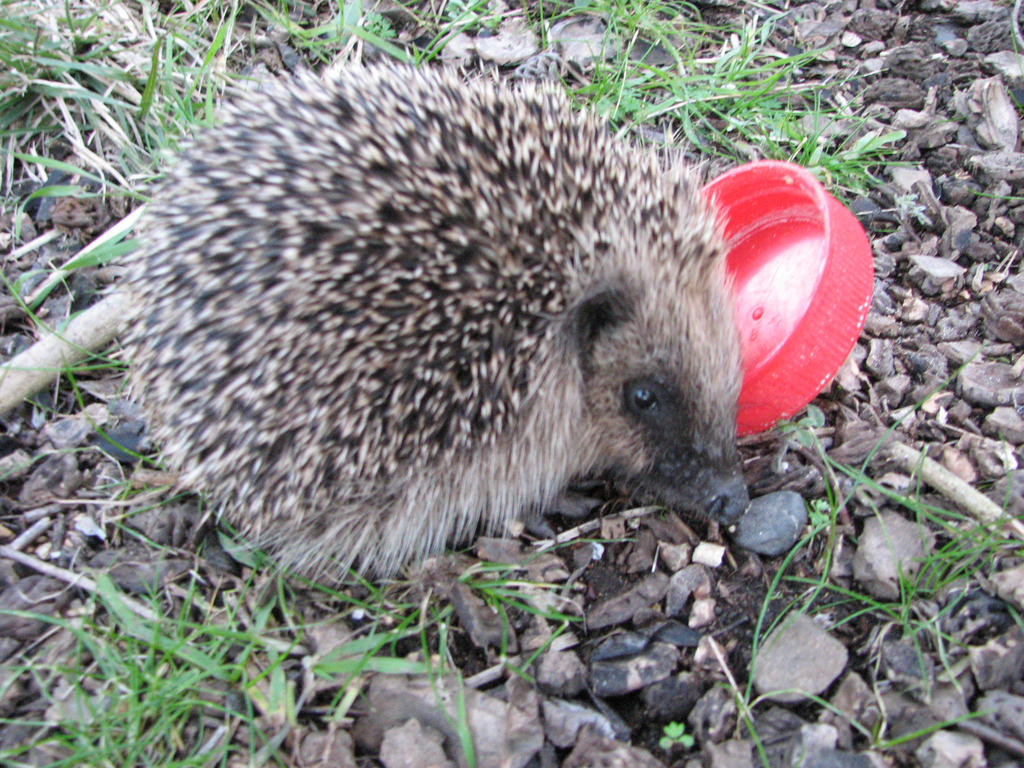 Animal Stock - Hedgehog 1