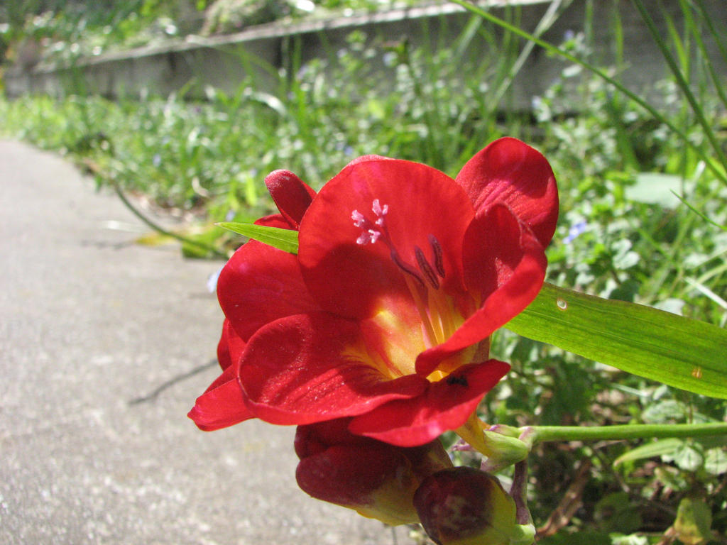 Flower Stock - Freesias 9