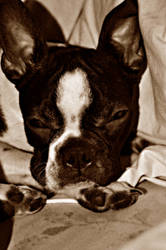 Bella the Boston Terrier by ArtIsMyHustle