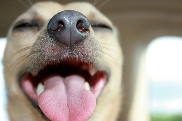 Riley The Dog by nenesphotography on DeviantArt