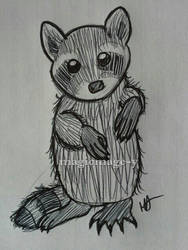 Baby Raccoon Ball Point Sketch