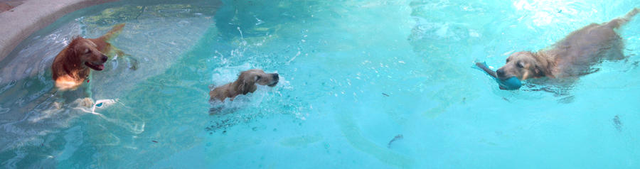 the three stages of 'FETCH' by Terrierific on DeviantArt