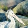 Dalmatian pelican