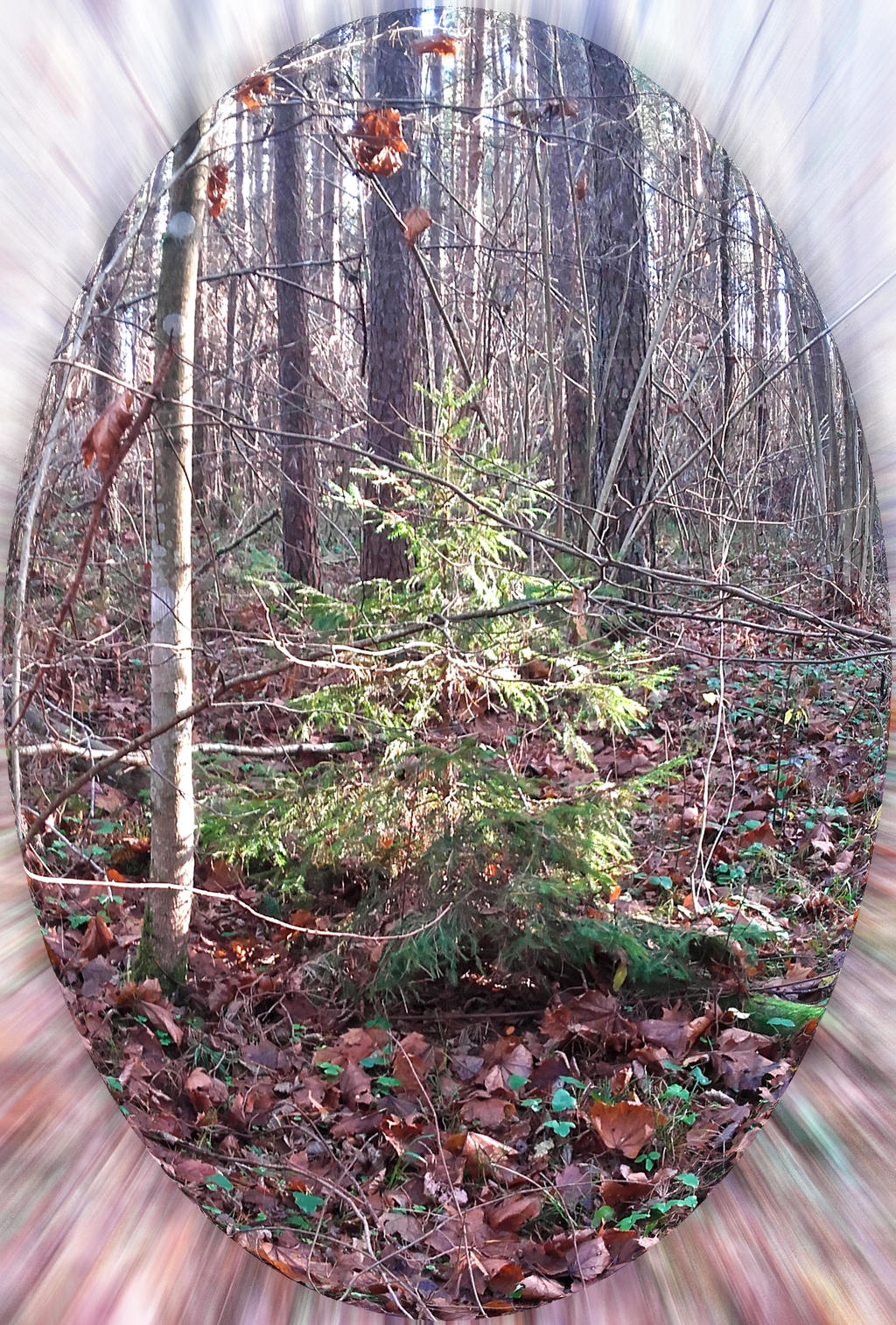 Hidden tree by jakut on DeviantArt