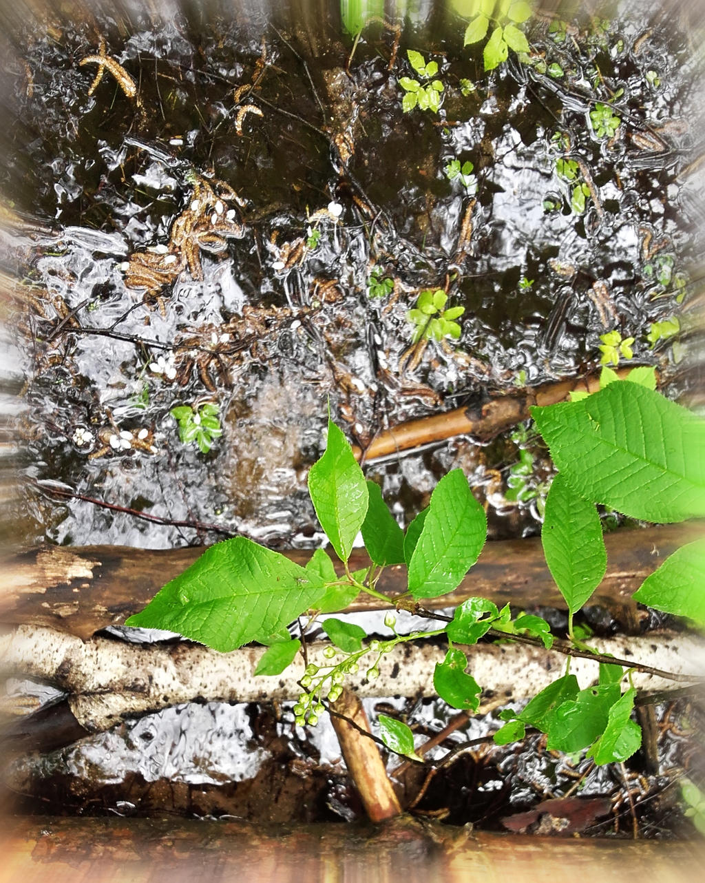 Spring Crossing by jakut on DeviantArt