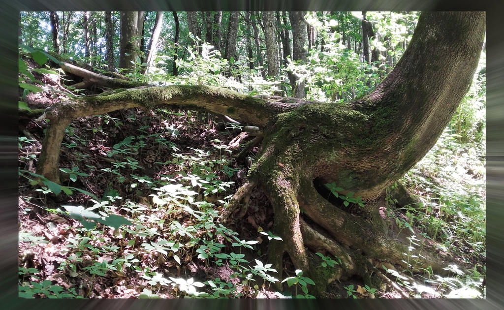 Root by jakut on DeviantArt