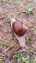 Snail2