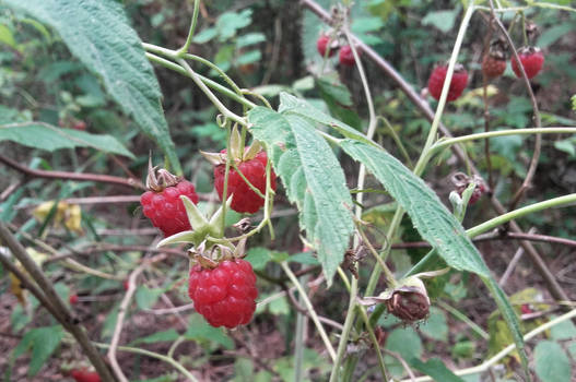 Wildraspberry2