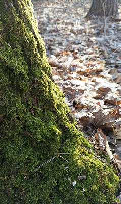 Moss2