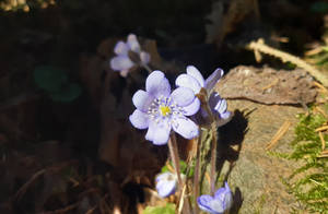 Flower3
