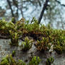 Moss4