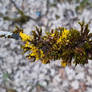 Moss