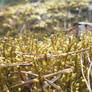 Moss2