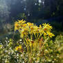 Ragwort2