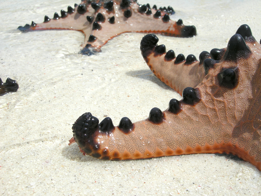 starfish