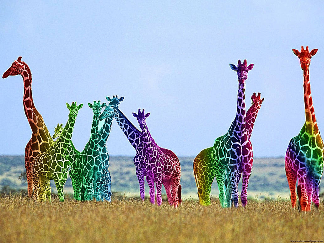 Rainbow Giraffes by Ferglicious-Kittay on DeviantArt
