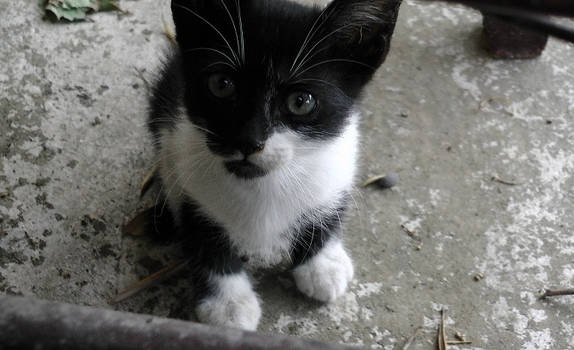 Black and White kitten