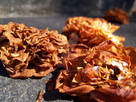 Dried On the Step