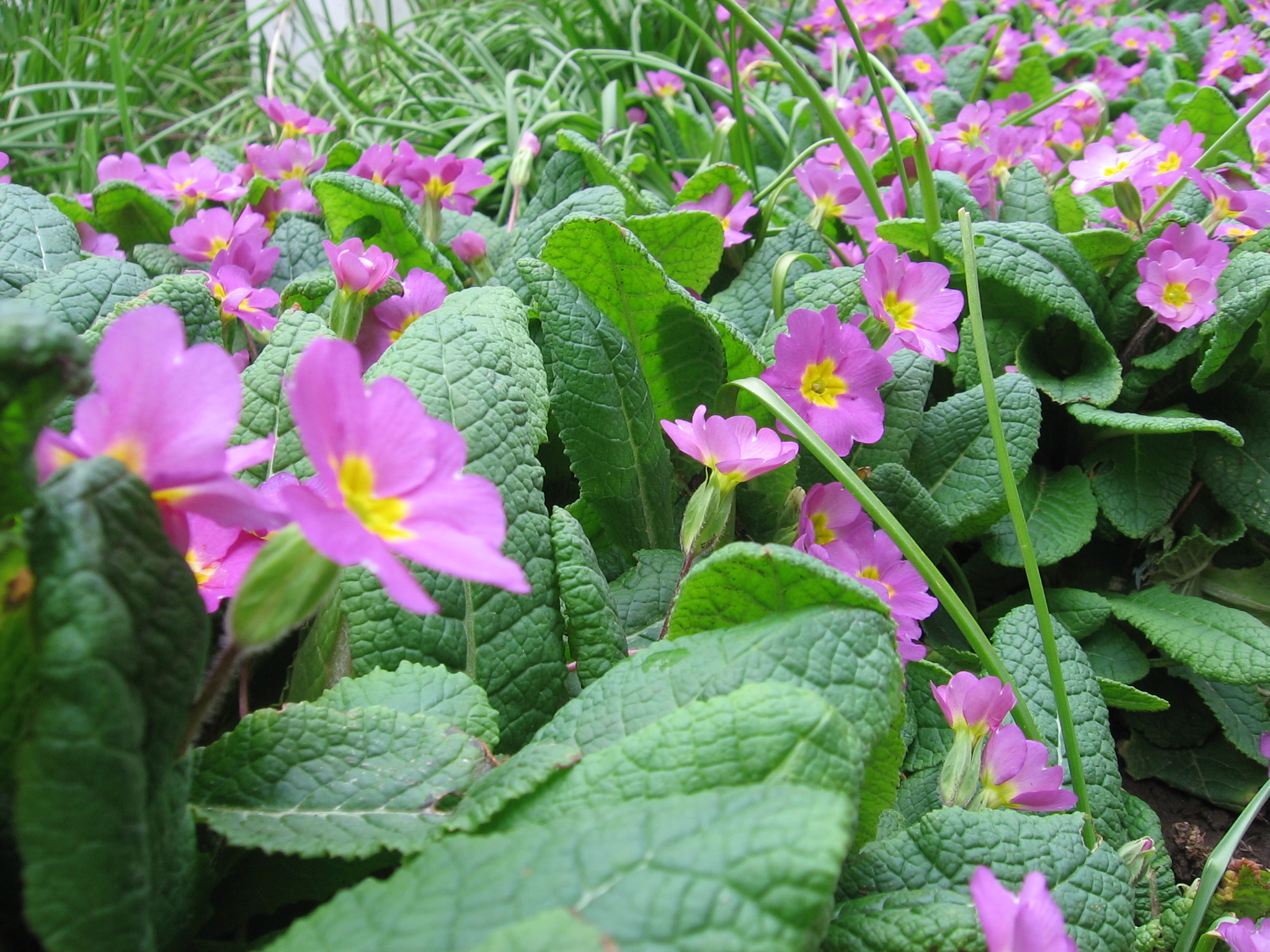 Around the Yard: Pink Flowers